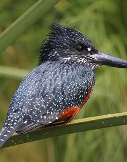 大鱼狗 / Giant Kingfisher / Megaceryle maxima
