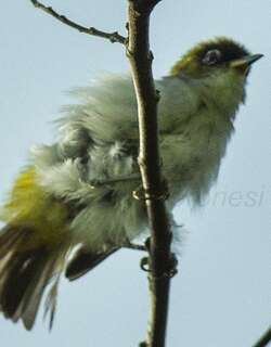 摩鹿加绣眼鸟 / Cream-throated White-eye / Zosterops atriceps