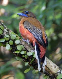 红腰咬鹃 / Scarlet-rumped Trogon / Harpactes duvaucelii