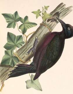 瓜岛啄木鸟 / Guadeloupe Woodpecker / Melanerpes herminieri