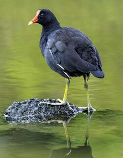 普通水鸡 / Common Gallinule / Gallinula galeata