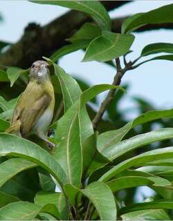 灰颈绿莺雀 / Ashy-headed Greenlet / Hylophilus pectoralis
