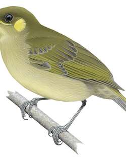 塔古吸蜜鸟 / Tagula Honeyeater / Microptilotis vicina