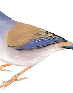 蓝翅希鹛 / Blue-winged Minla / Actinodura cyanouroptera