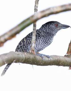 带斑蚁鵙 / Fasciated Antshrike / Cymbilaimus lineatus