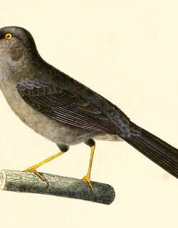 细嘴雀鹀 / Slender-billed Finch / Xenospingus concolor