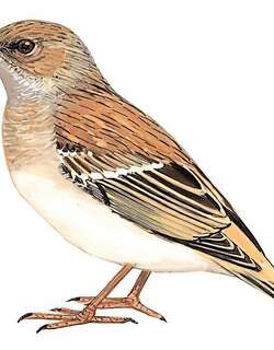 贺兰山岩鹨 / Kozlov’s Accentor / Prunella koslowi