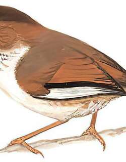 路德雀鹛 / Brown-throated Fulvetta / Fulvetta ludlowi