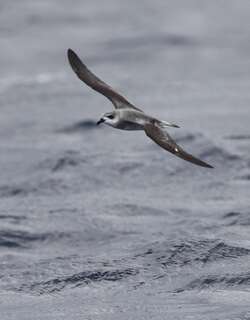 黑翅圆尾鹱 / Black-winged Petrel / Pterodroma nigripennis