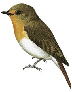 苏拉姬鹟 / Lompobattang Flycatcher / Ficedula bonthaina