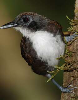 双色蚁鸟 / Bicolored Antbird / Gymnopithys bicolor