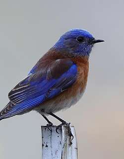 西蓝鸲 / Western Bluebird / Sialia mexicana