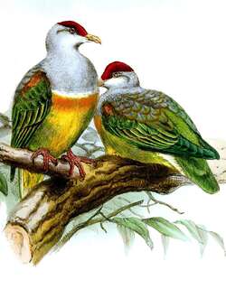 金肩果鸠 / Wallace’s Fruit Dove / Ptilinopus wallacii