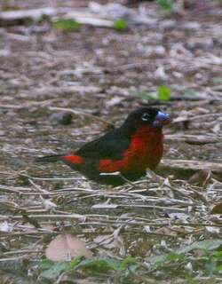 红胸蓝嘴雀 / Western Bluebill / Spermophaga haematina