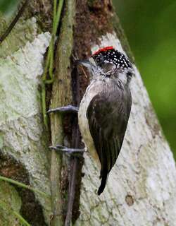 赭色姬啄木鸟 / Ochraceous Piculet / Picumnus limae
