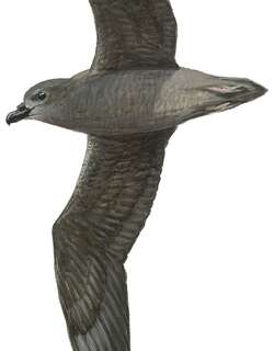 亨氏圆尾鹱 / Henderson Petrel / Pterodroma atrata