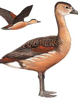栗树鸭 / Lesser Whistling Duck / Dendrocygna javanica