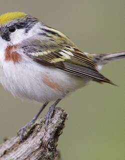 栗胁林莺 / Chestnut-sided Warbler / Setophaga pensylvanica
