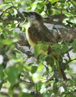 比氏大嘴霸鹟 / Baird’s Flycatcher / Myiodynastes bairdii