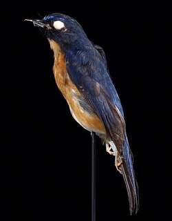 大嘴仙鹟 / Sunda Blue Flycatcher / Cyornis caerulatus