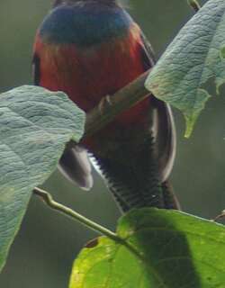 斑尾咬鹃 / Bar-tailed Trogon / Apaloderma vittatum