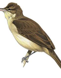 帕岛苇莺 / Pagan Reed Warbler / Acrocephalus yamashinae