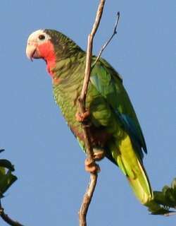 古巴白额鹦哥 / Cuban Amazon / Amazona leucocephala