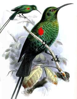 红簇花蜜鸟 / Scarlet-tufted Sunbird / Nectarinia johnstoni