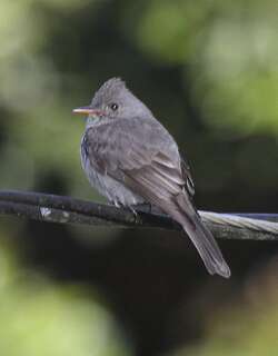 暗绿霸鹟 / Dark Pewee / Contopus lugubris