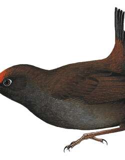 棕额蚁鸫 / Rufous-fronted Antthrush / Formicarius rufifrons