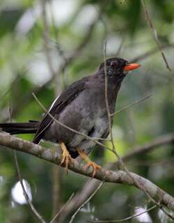 白颏鸫 / White-chinned Thrush / Turdus aurantius