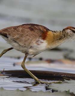 小雉鸻 / Lesser Jacana / Microparra capensis