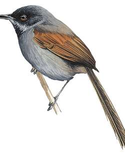 黑头针尾雀 / Blackish-headed Spinetail / Synallaxis tithys