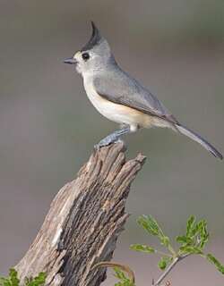 黑冠凤头山雀 / Black-crested Titmouse / Baeolophus atricristatus