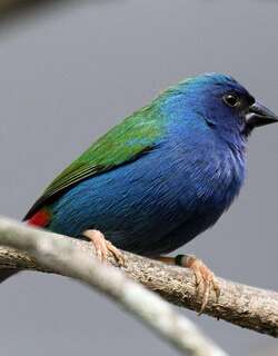 帝汉鹦雀 / Tricolored Parrotfinch / Erythrura tricolor