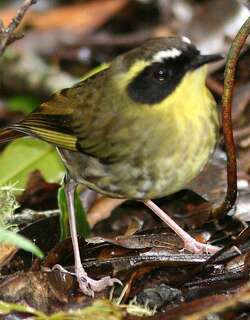 黄喉丝刺莺 / Yellow-throated Scrubwren / Neosericornis citreogularis