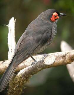 烟色饮蜜鸟 / Common Smoky Honeyeater / Melipotes fumigatus