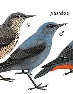 蓝矶鸫 / Blue Rock Thrush / Monticola solitarius