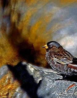 黑岭雀 / Black Rosy Finch / Leucosticte atrata