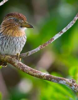 西条纹蓬头䴕 / Western Striolated Puffbird / Nystalus obamai
