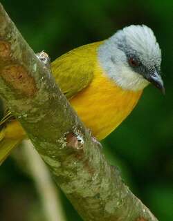 灰头唐纳雀 / Grey-headed Tanager / Eucometis penicillata