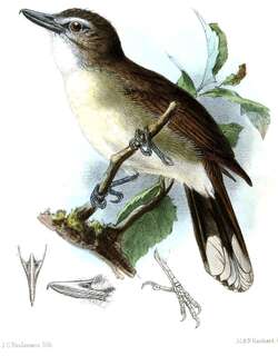 钩嘴鹎 / Hook-billed Bulbul / Setornis criniger