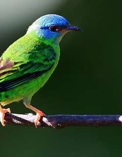 蓝锥嘴雀 / Blue Dacnis / Dacnis cayana