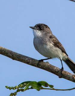 河姬霸鹟 / River Tyrannulet / Serpophaga hypoleuca