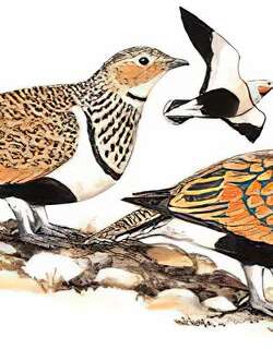 黑腹沙鸡 / Black-bellied Sandgrouse / Pterocles orientalis