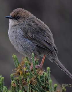 亨氏扇尾莺 / Hunter’s Cisticola / Cisticola hunteri