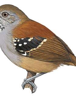 斑喉蚁鹩 / Rufous-backed Stipplethroat / Epinecrophylla haematonota