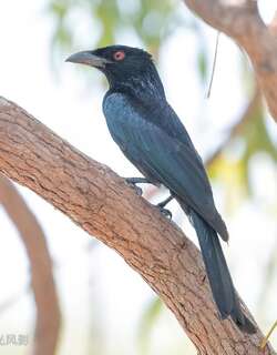 蓝点辉卷尾 / Spangled Drongo / Dicrurus bracteatus
