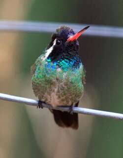 白耳蜂鸟 / White-eared Hummingbird / Basilinna leucotis