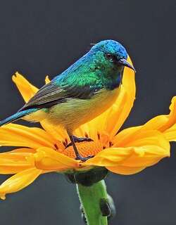 环颈直嘴太阳鸟 / Collared Sunbird / Hedydipna collaris